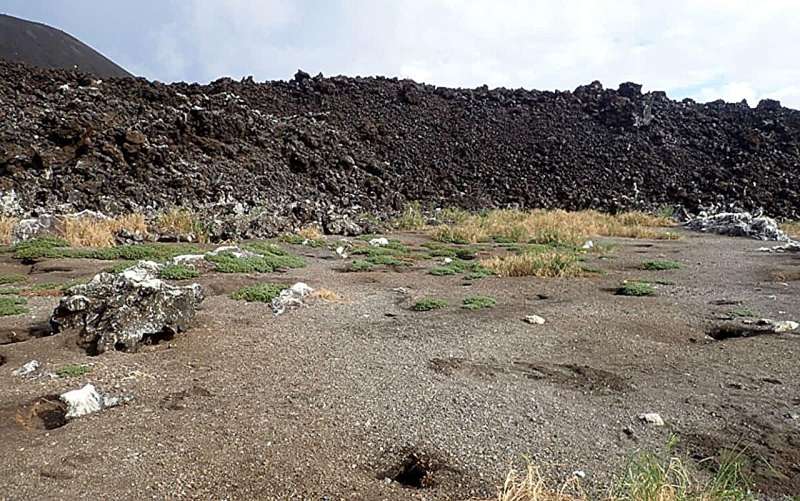 Mata de Eleusine indica creciendo sobre terreno volcánico, para ilustrar la colonización temprana de una isla recién formada.