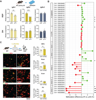 Microfotografías de tejido cerebral de ratón y gráficos sobre cambios en la corteza retrosplenial durante la adolescencia.