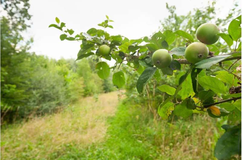 Parcela agrícola con vegetación diversa y franjas verdes, usada para ilustrar un sistema que combina producción de alimentos con hábitat para insectos.
