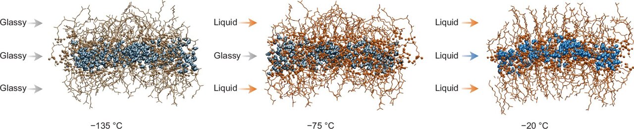 Ilustración científica de agua y hielo en capas nanométricas dentro de una membrana blanda.