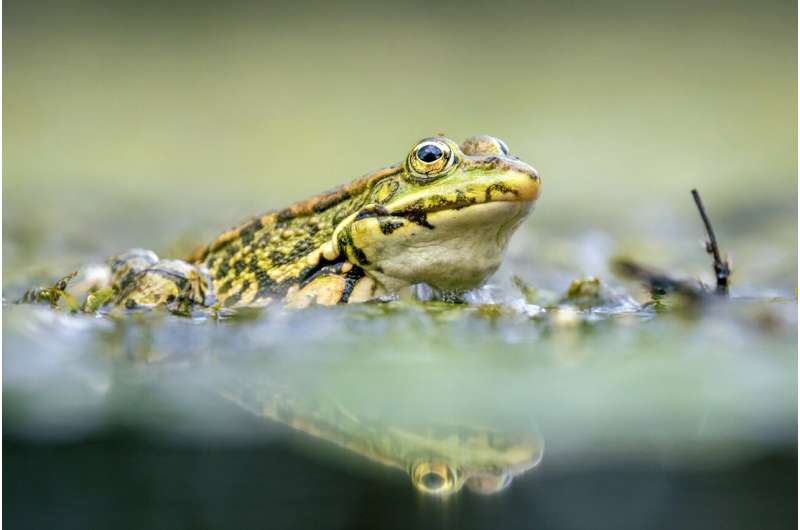 Renacuajo de sapo ibérico en agua somera, usado para ilustrar cómo el calentamiento altera su alimentación y desarrollo.