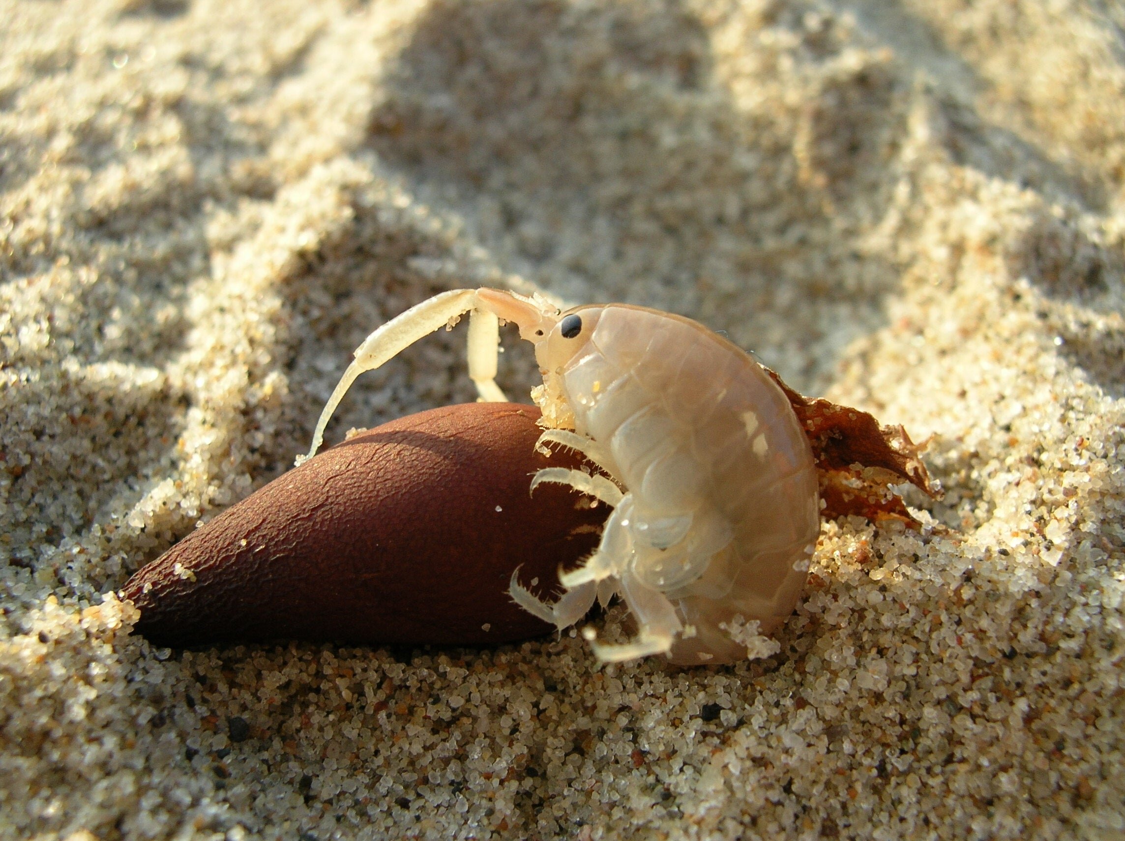Un anfípodo del género Megalorchestia sobre arena de playa.