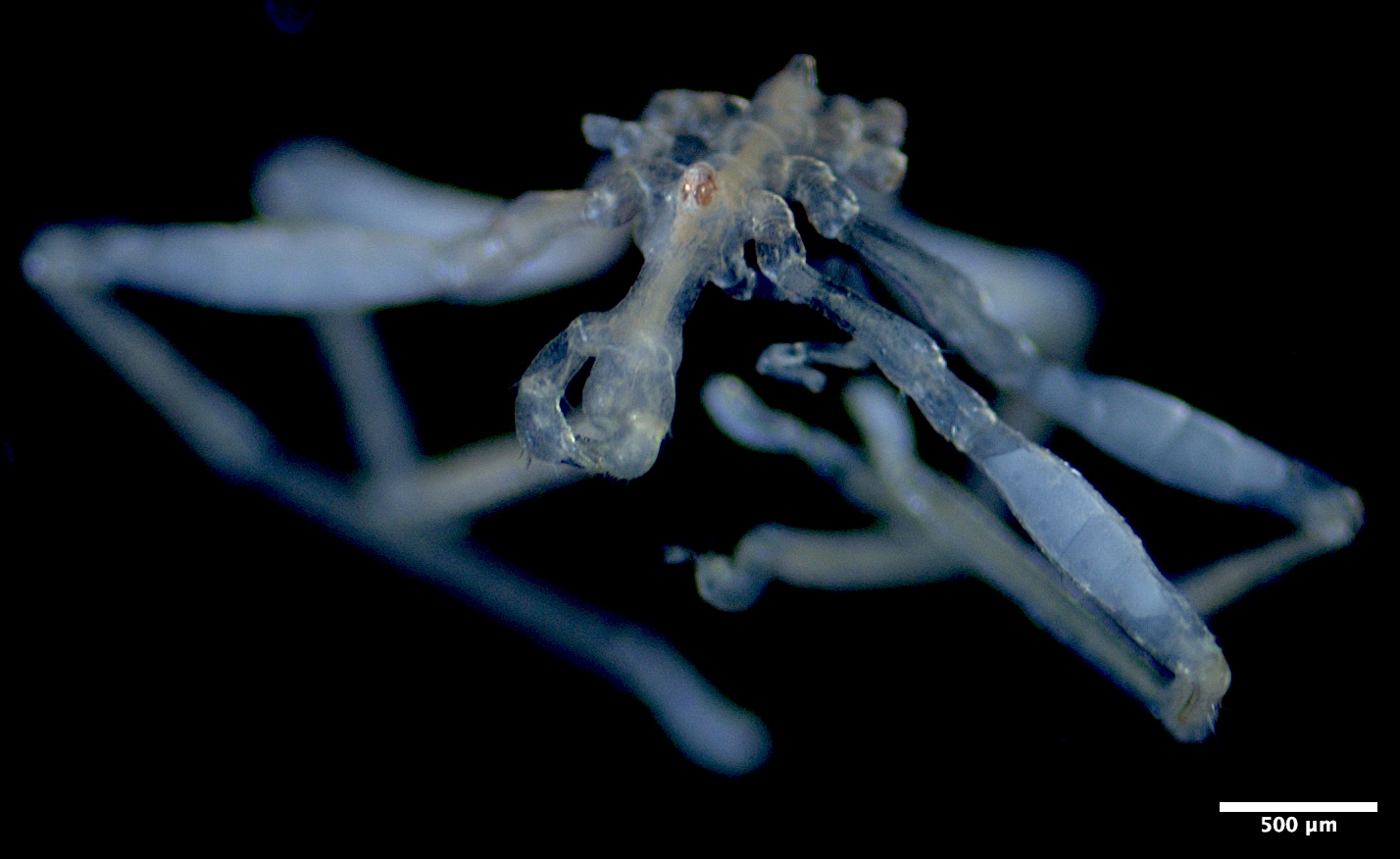 Araña marina Callipallene pilosuspedes, una de las especies descritas en el mar de Salish.