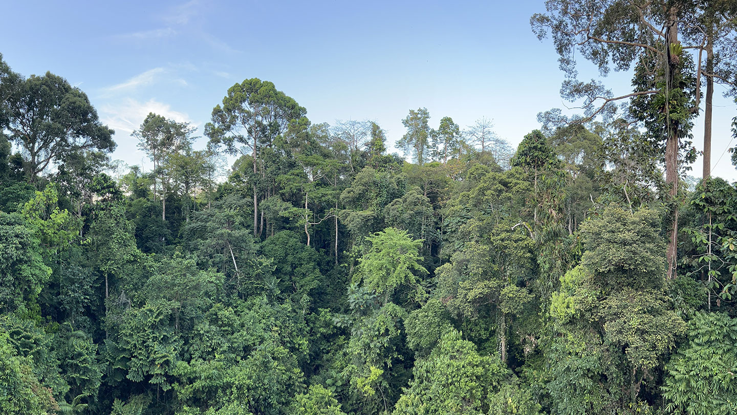 Copa y tronco de un árbol tropical muy alto en una selva húmeda, visto desde abajo