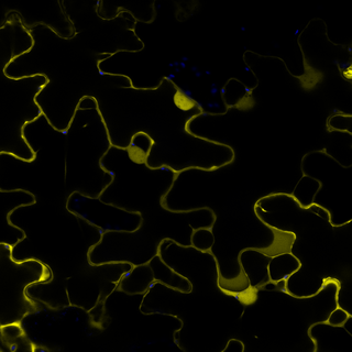 Micrografía de fluorescencia con señales amarillas en tejido vegetal, usada para evaluar la expresión transitoria.