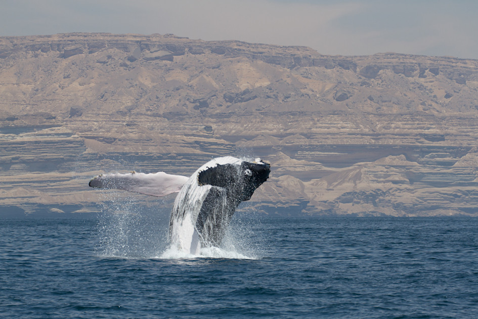 Ballena jorobada emergiendo junto a una embarcación de investigación, imagen usada para ilustrar el estudio sobre sus desplazamientos en el mar Arábigo