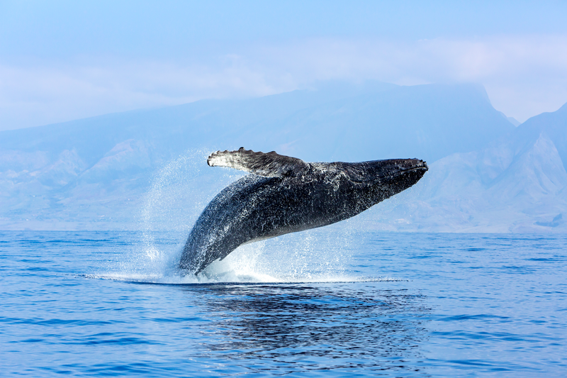 Ballena alimentándose en aguas frías frente a la costa de Groenlandia oriental