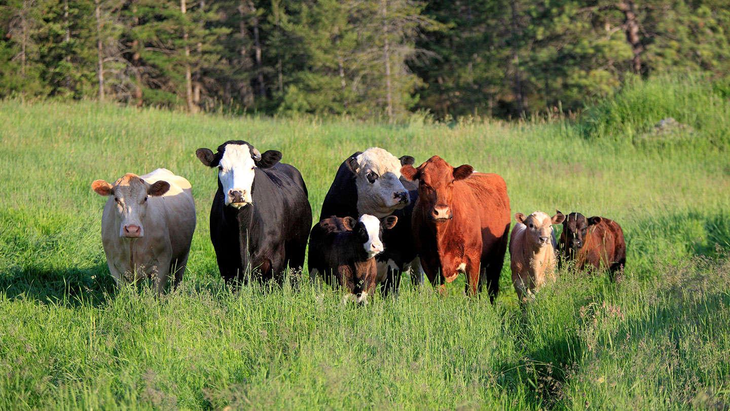 Grupo de Beefalo adultos y crías en un campo