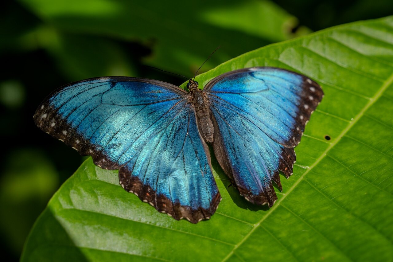 Mariposa morpho azul con las alas abiertas mostrando su color iridiscente
