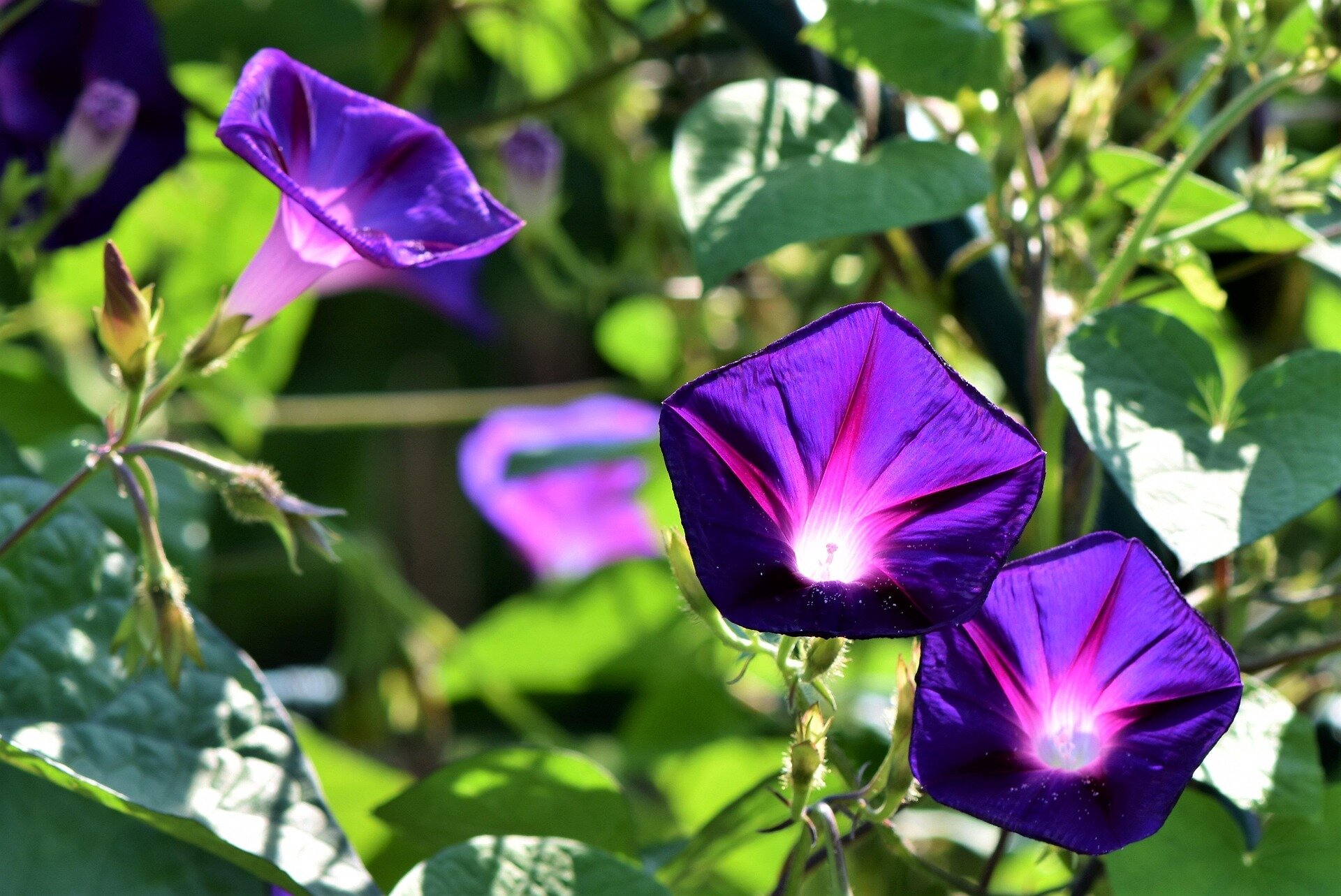 Flores moradas de campanilla abiertas en una planta trepadora
