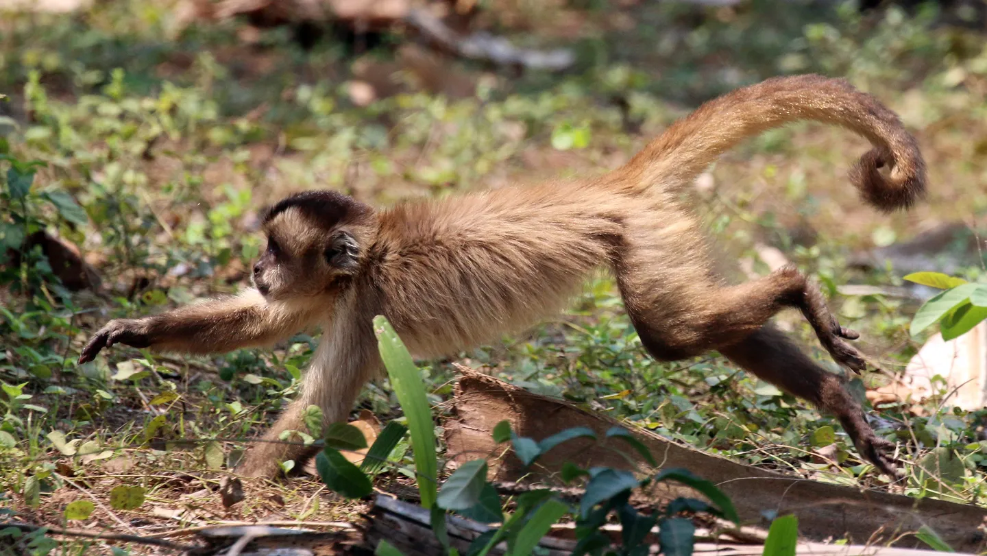 Mono capuchino barbudo corriendo sobre suelo cubierto de hojas secas.