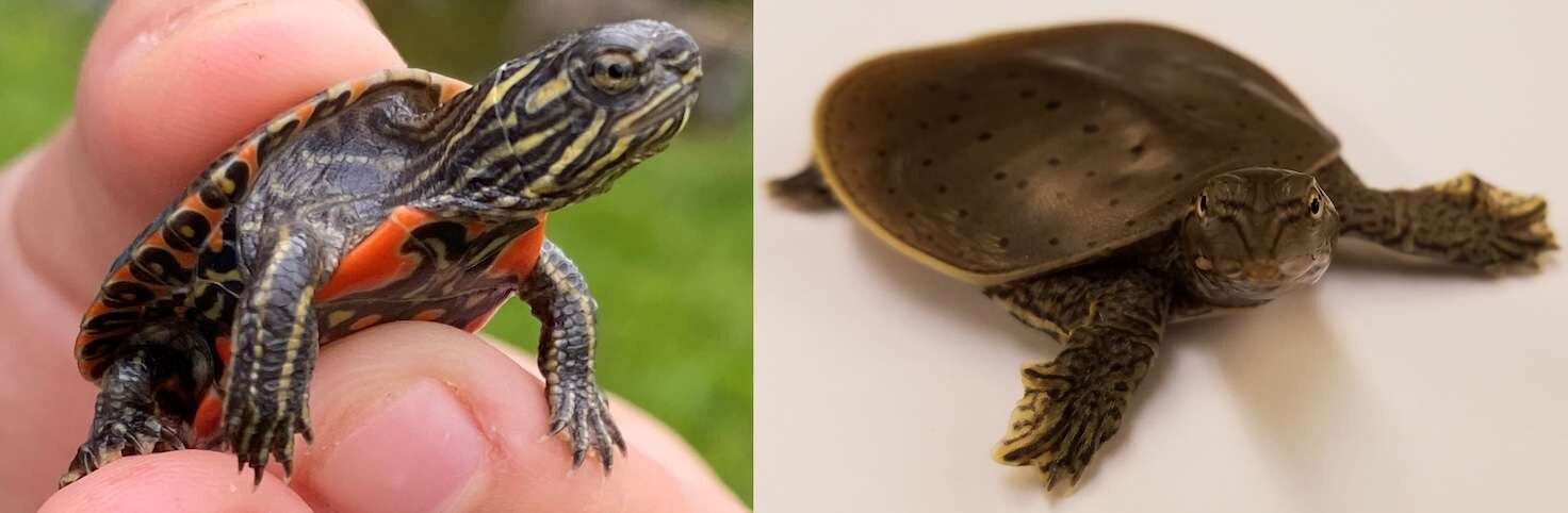 Imagen microscópica de tejido embrionario de tortuga usada para ilustrar la investigación sobre estructuras celulares asociadas a la detección de temperatura.