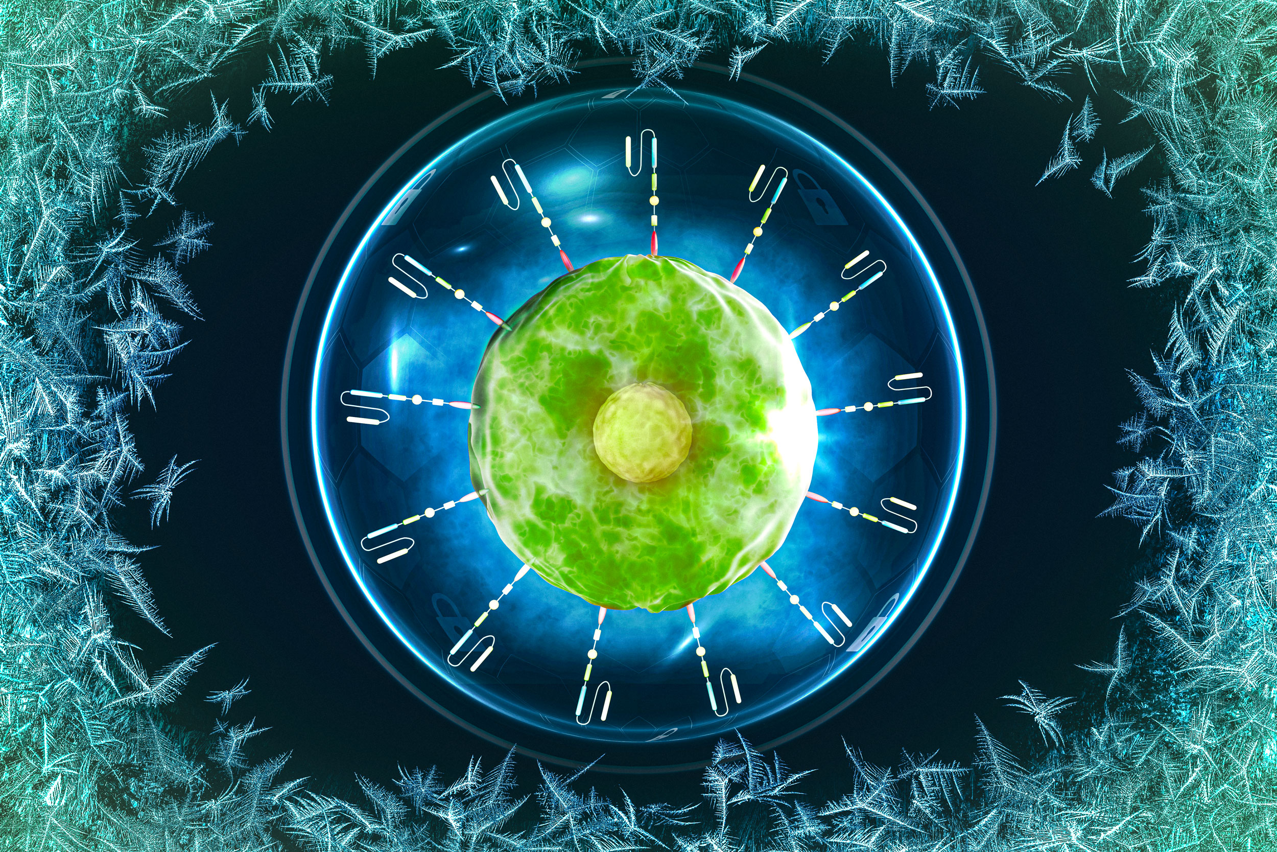 Micrografía de células CAR-T marcadas en verde y núcleos teñidos en azul, usada para ilustrar un método de criopreservación con azúcares naturales.
