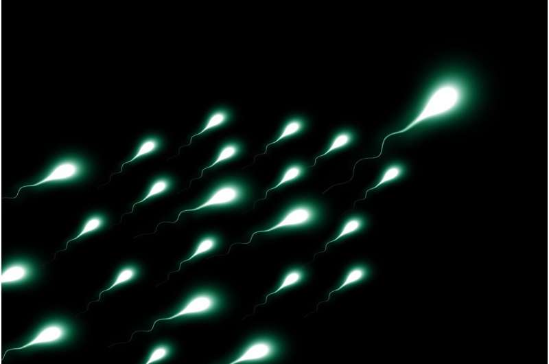 Figura del estudio sobre esperma humano que compara eventos de recombinación genética ocurridos antes y durante la meiosis.