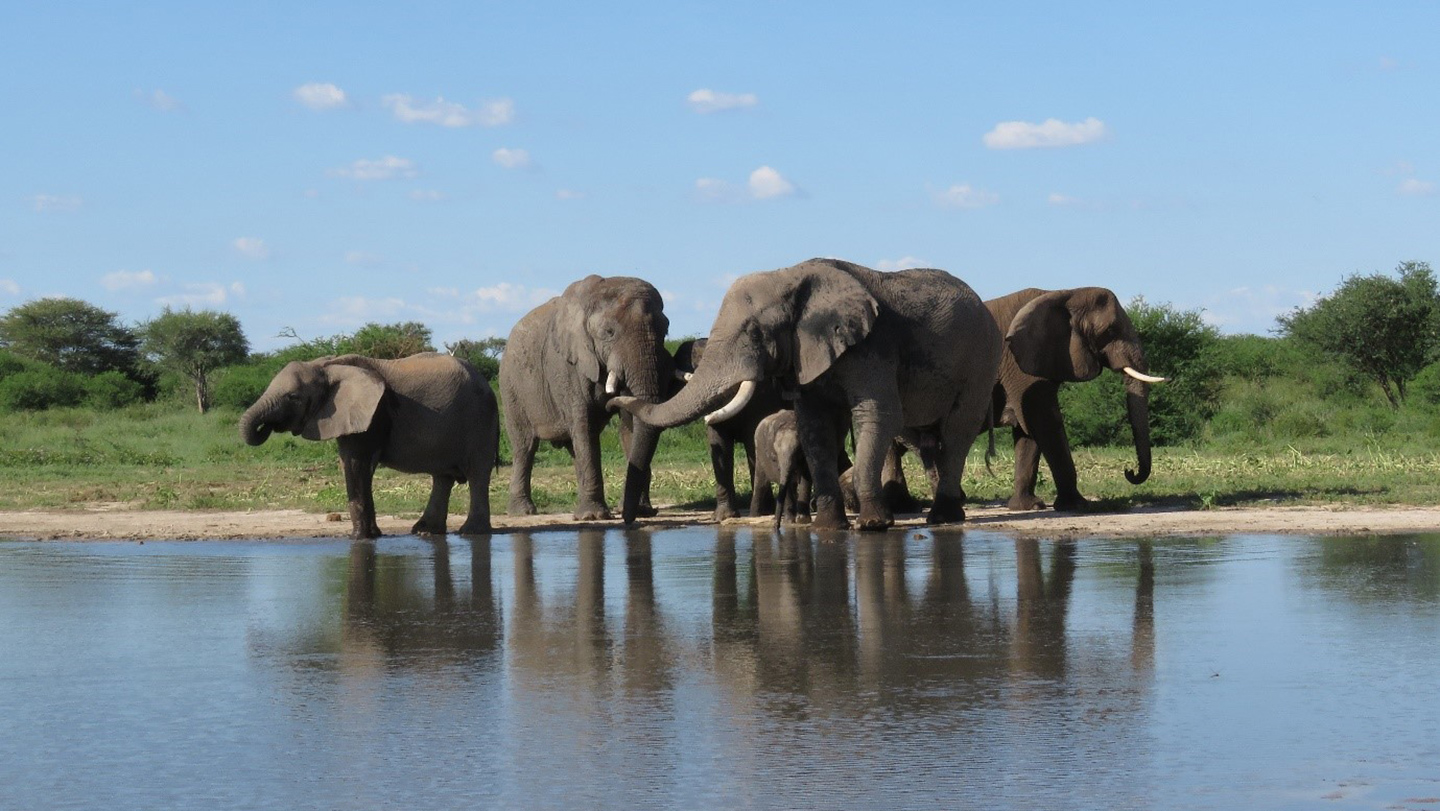 Grupo de elefantes africanos junto al agua en una reserva del sur de África.