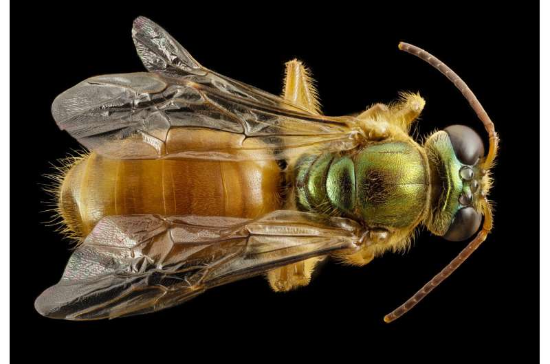 Abeja del sudor sobre una rama de madera usada como sitio de nidificación