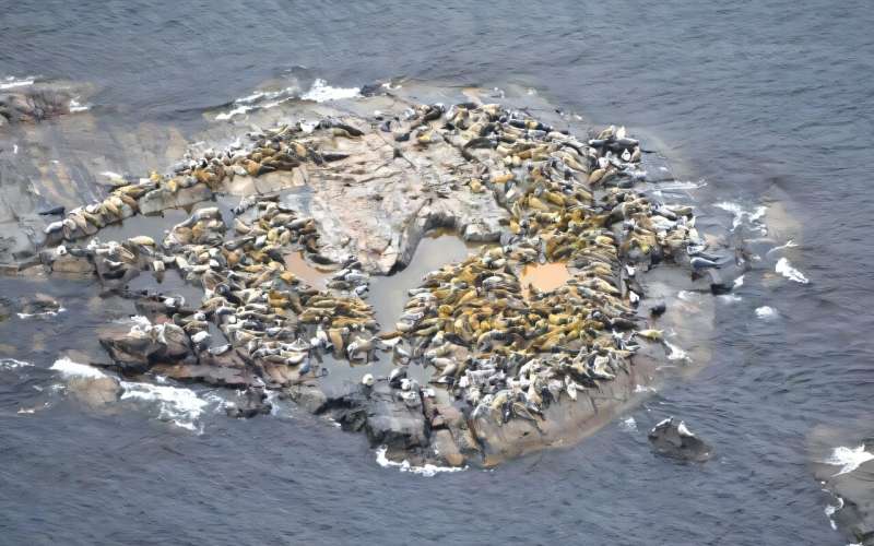 Grupo de focas grises descansando sobre un islote rocoso en el mar Báltico