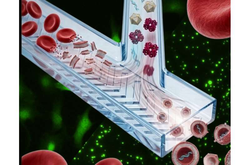 Imagen asociada al estudio sobre nanotransportadores inspirados en glóbulos rojos