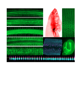 Micrografías de fluorescencia que muestran patrones de colágenos en la cutícula de Caenorhabditis elegans.