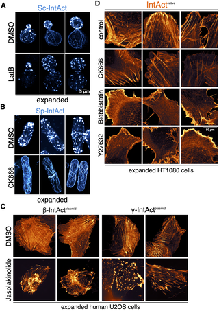 Imagen de microscopía que muestra filamentos de actina resaltados en células con gran nivel de detalle