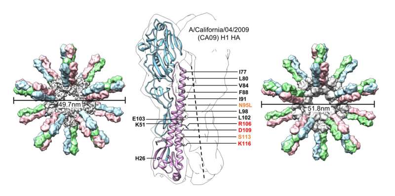 Representación de nanopartículas con múltiples copias de proteínas de influenza diseñadas para estimular al sistema inmunológico