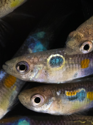 Primer plano de varios guppies con patrones de color azul, amarillo y moteado.