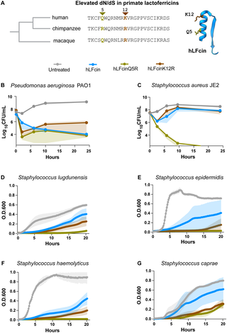 Figura del estudio que compara versiones antiguas y modernas de lactoferrina y su región antimicrobiana.