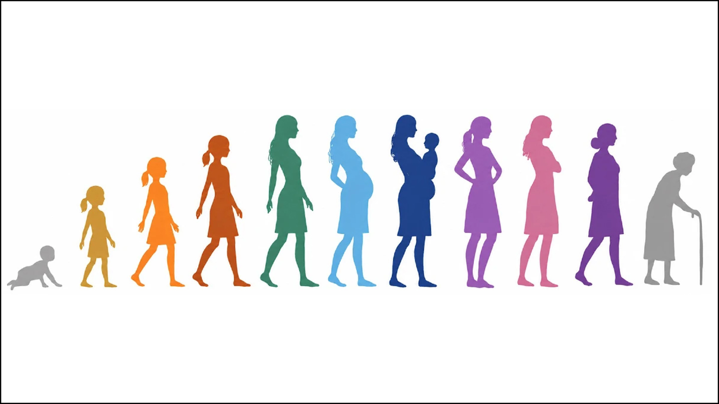 Ilustración de siluetas que representan distintas etapas de la vida reproductiva.