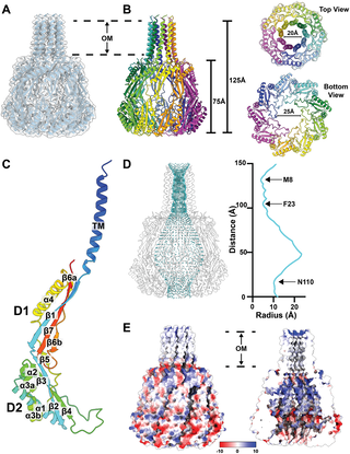 Figura del estudio que muestra la arquitectura de proteínas de membrana de Campylobacter jejuni observadas con criomicroscopía electrónica.