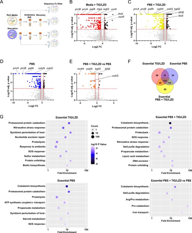 Gráfico del estudio que muestra cómo cambia la supervivencia de Mycobacterium abscessus frente a distintos antibióticos y el aumento de especies reactivas de oxígeno