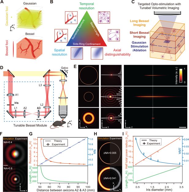 Esquema comparativo de una técnica de microscopía que captura un volumen cerebral completo en una sola imagen en lugar de recorrer capa por capa.