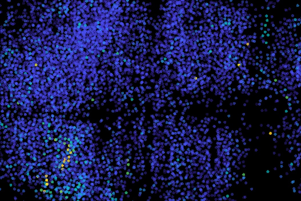 Micrografía con puntos verdes y amarillos que marcan neuronas activas en el cerebro de una larva de pez cebra.