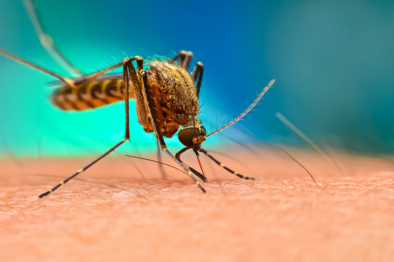 Primer plano de un mosquito posado sobre piel humana.