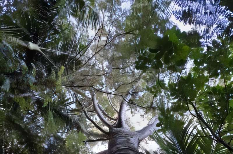 Árbol kauri en un bosque de Nueva Zelanda, especie amenazada por una enfermedad del suelo.