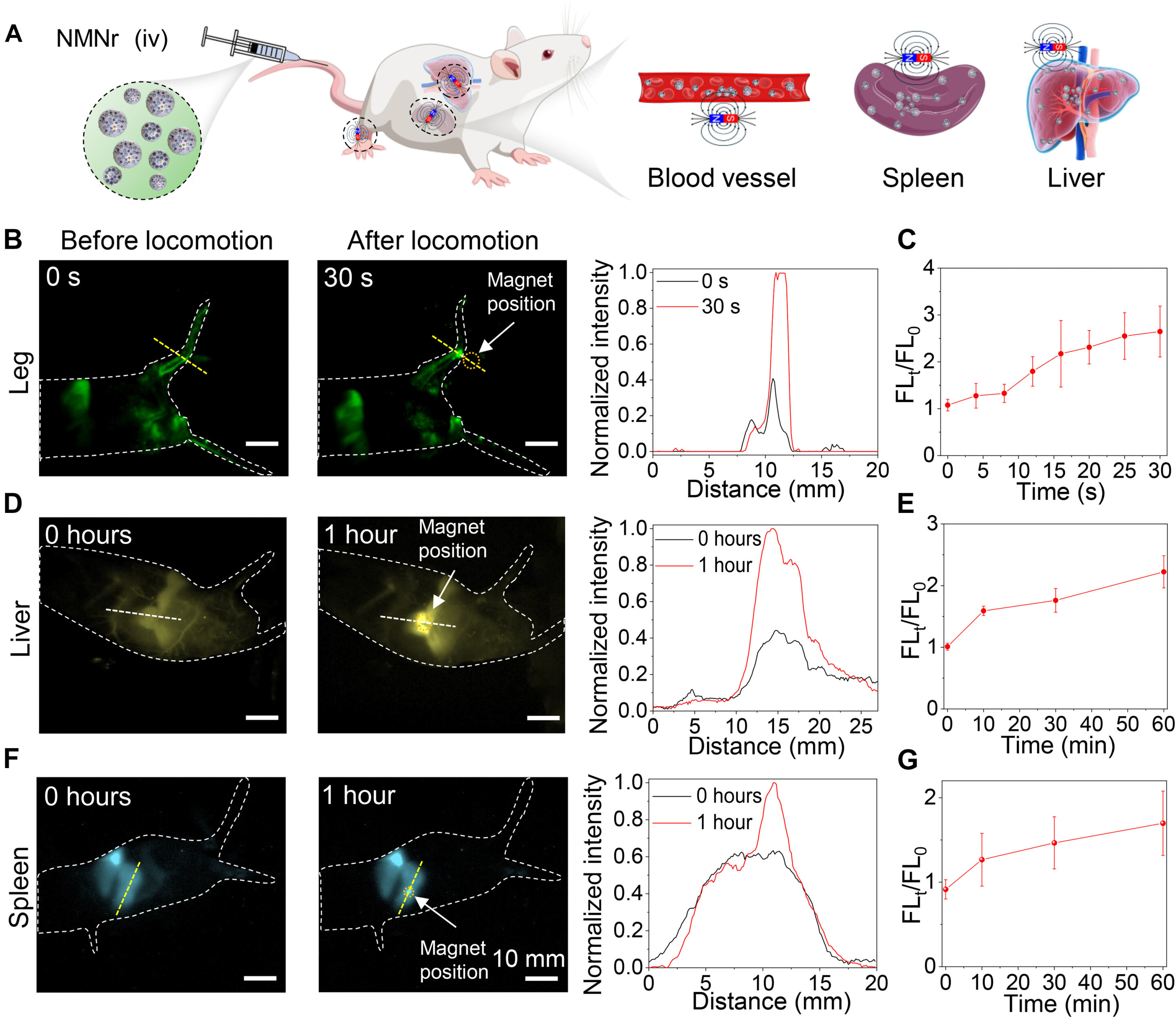 Esquema de nanorobots magnéticos guiados dentro del cuerpo mediante imágenes de fluorescencia infrarroja