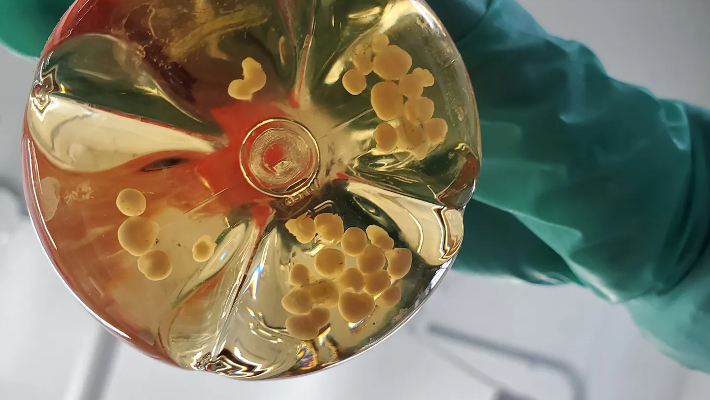 Una mano enguantada sostiene un disco transparente con numerosos organoides pequeños.