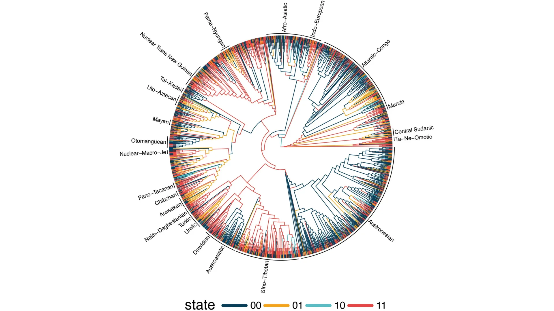 Visualización de un árbol global de lenguas que muestra cómo ciertos patrones de orden de palabras aparecen una y otra vez en familias lingüísticas distintas.