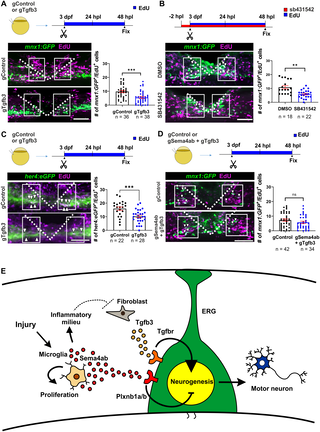 Micrografía del sitio de lesión medular en larvas de pez cebra con células microgliales señaladas alrededor del tejido en regeneración