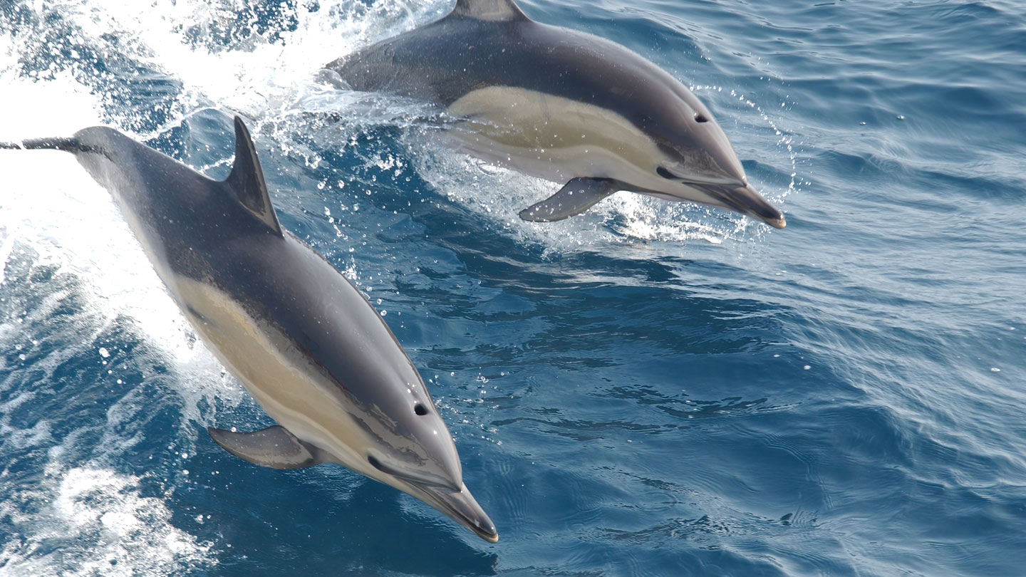 Dos delfines comunes saltan fuera del agua en una imagen que ilustra un estudio sobre contaminación marina.
