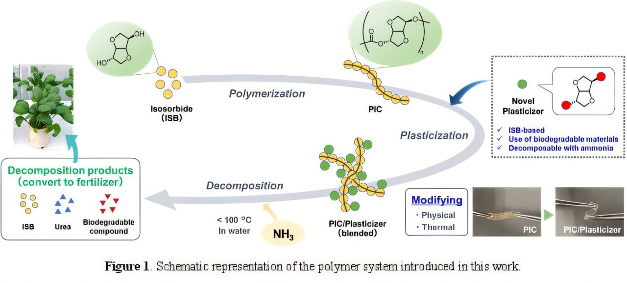 Esquema de un plástico basado en isosorbida que se vuelve más flexible y luego se transforma en compuestos fertilizantes para plantas.