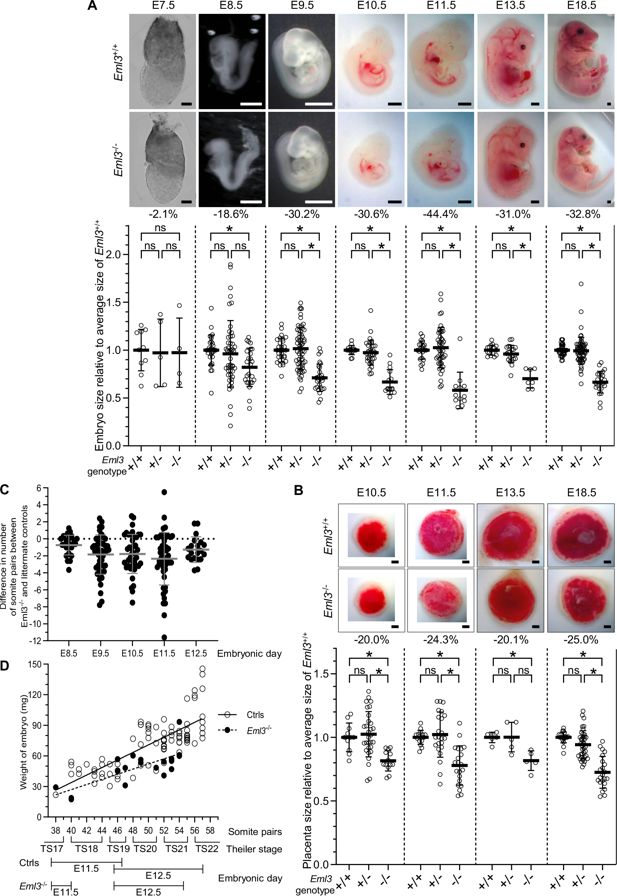 Esquema del desarrollo cerebral en ratón que compara una corteza normal con otra alterada, donde algunas neuronas migran más allá de su límite habitual