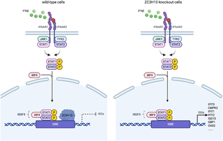 Esquema experimental de una respuesta antiviral celular con activación y bloqueo de genes estimulados por interferón