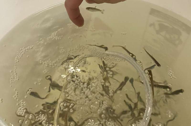 Microimagen de un otolito de salmón juvenil con marcas usadas para reconstruir la temperatura que experimentó al inicio de su vida.