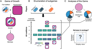 Figura del estudio que compara la biomasa observada de varias especies microbianas con la distribución esperada según el aporte de cada una a la comunidad.