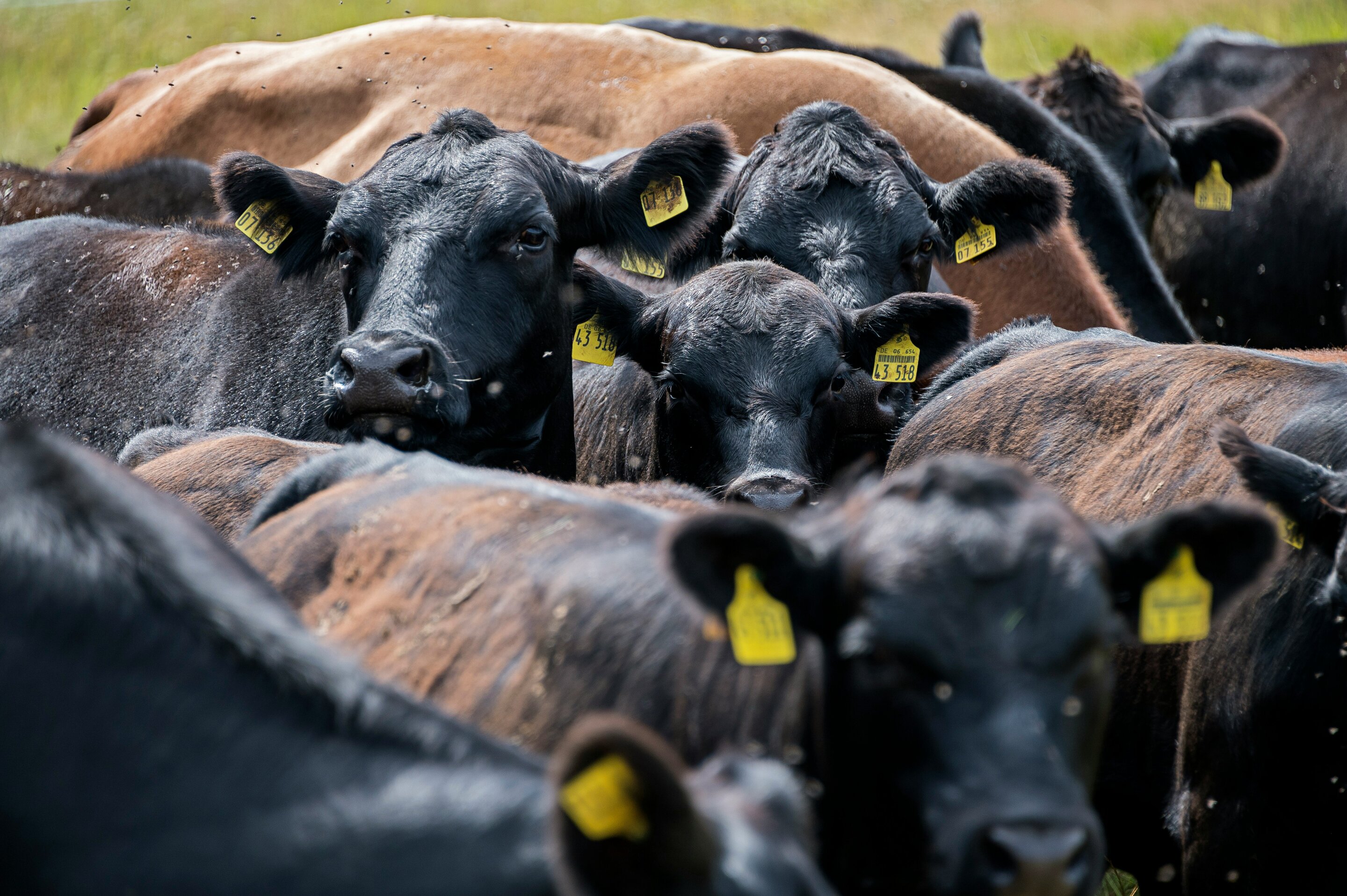 Bovinos en un feedlot, en una imagen representativa de un estudio sobre factores que anticipan riesgo de enfermedad respiratoria grave.