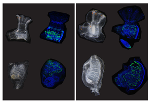 Esquema y microfotografías de fragmentos de Ciona robusta tras una amputación, comparando una región que se regenera con otra que no.