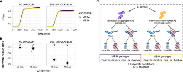 Diseño experimental del estudio con Staphylococcus aureus, nematodos C. elegans y exposición a oxacilina