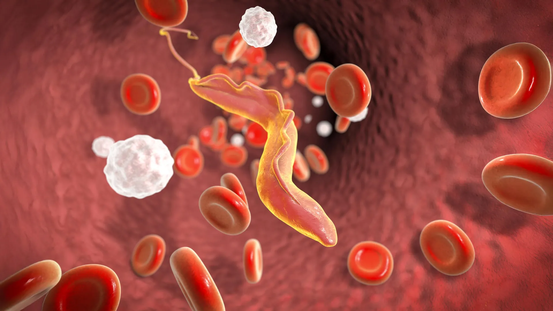 Imagen microscópica del ADN del tripanosoma en magenta y su cubierta protectora en verde.